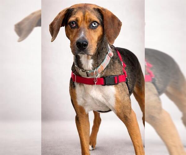 Medium Photo #2 Catahoula Leopard Dog Puppy For Sale in Brighton, CO, USA