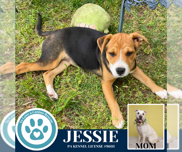 Medium Photo #3 American Pit Bull Terrier-Labrador Retriever Mix Puppy For Sale in Kimberton, PA, USA