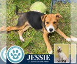 Small #2 American Pit Bull Terrier-Labrador Retriever Mix
