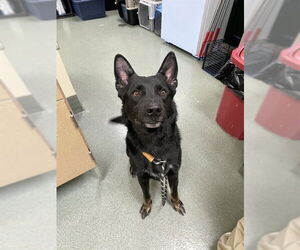 German Shepherd Dog-Unknown Mix Dogs for adoption in Lee's Summit, MO, USA