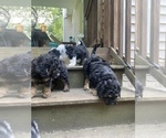 Small Photo #9 Aussiedoodle Miniature  Puppy For Sale in COMMERCE, MI, USA