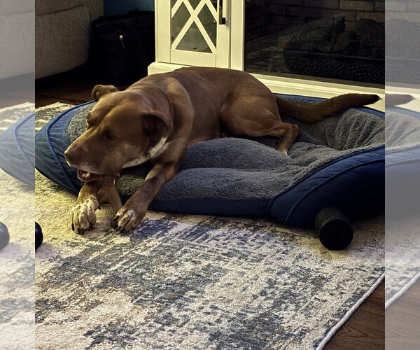 Medium Photo #18 Labrador Retriever-Unknown Mix Puppy For Sale in Fargo, ND, USA