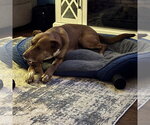 Small #17 Labrador Retriever Mix