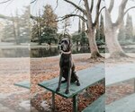 Small Photo #1 Great Dane Puppy For Sale in SACRAMENTO, CA, USA