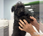 Small #2 Mutt