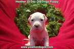 Small Photo #76 Dogo Argentino Puppy For Sale in JANE, MO, USA