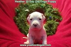 Small #75 Dogo Argentino