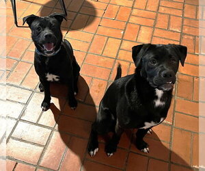 Doppio - Male Chihuahua-Labrador Retriever Mix Dog for Adoption - Photo #7