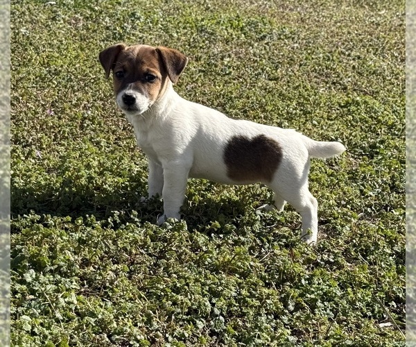 Medium Photo #1 Jack Russell Terrier Puppy For Sale in TALLAPOOSA, GA, USA