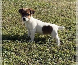 Jack Russell Terrier Puppy for sale in TALLAPOOSA, GA, USA