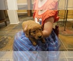 Puppy Pink Collar Golden Retriever