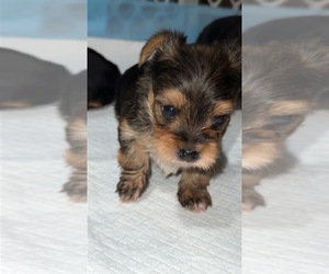 Yorkshire Terrier Puppy for sale in VIRGINIA BCH, VA, USA
