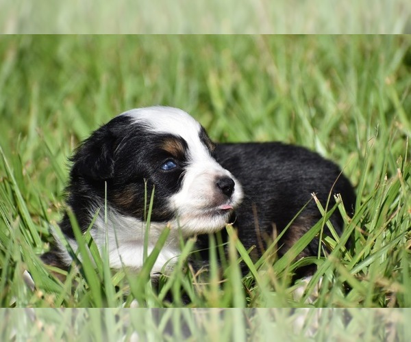 Medium Photo #2 Miniature Australian Shepherd Puppy For Sale in PALM COAST, FL, USA