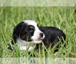 Small #1 Miniature Australian Shepherd