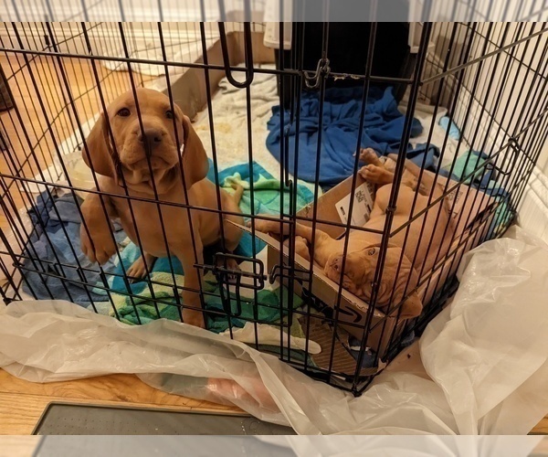 Medium Photo #3 Vizsla Puppy For Sale in LOS GATOS, CA, USA