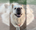 Small #2 Chow Chow-Samoyed Mix