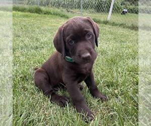 Labrador Retriever Puppy for sale in DAYTON, VA, USA