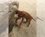 Small Photo #136 Rhodesian Ridgeback Puppy For Sale in MORONGO VALLEY, CA, USA