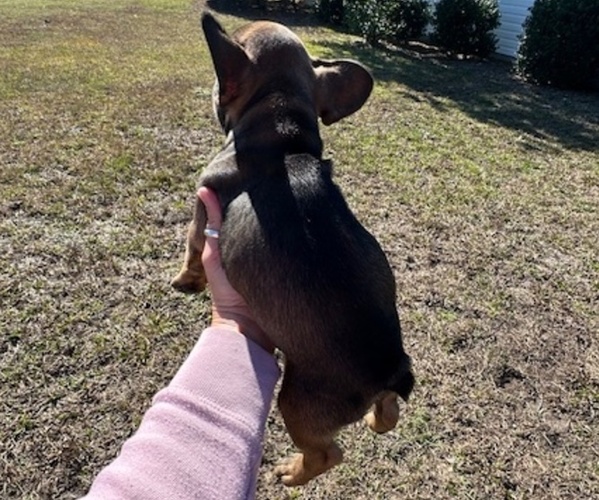 Medium Photo #7 French Bulldog Puppy For Sale in MAYO, FL, USA