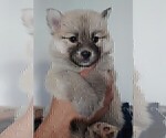 Small Photo #47 Pomsky Puppy For Sale in LOVELAND, CO, USA