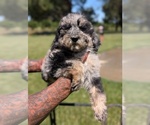 Small Photo #6 Bernedoodle-Golden Mountain Dog Mix Puppy For Sale in DAVIS, CA, USA