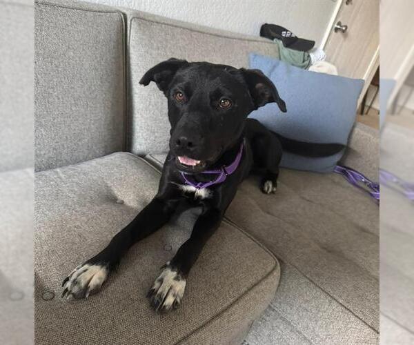 Medium Photo #2 Mutt Puppy For Sale in Las Vegas, NV, USA