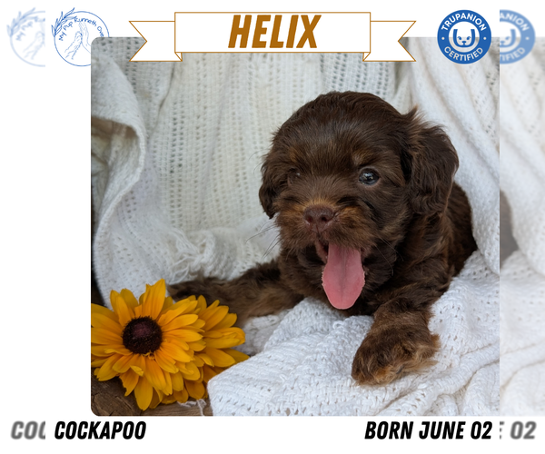 Medium Photo #73 Cock-A-Poo Puppy For Sale in GOSHEN, IN, USA