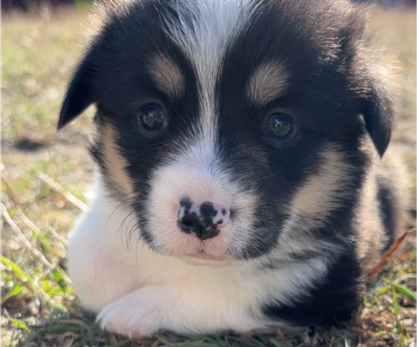 Medium Photo #1 Pembroke Welsh Corgi Puppy For Sale in MIDLOTHIAN, TX, USA
