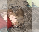Small Photo #16 American Bully Puppy For Sale in EDON, OH, USA