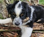 Small Photo #27 Australian Shepherd Puppy For Sale in MABEL, MN, USA