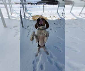 Mallard - Male Treeing Walker Coonhound Dog for Adoption - Photo #4