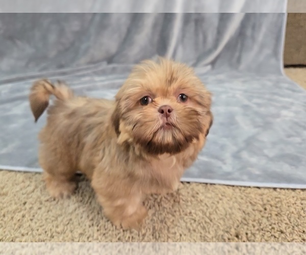 Medium Photo #9 Shih Tzu Puppy For Sale in CARLYLE, IL, USA