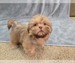 Small #8 Shih Tzu