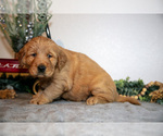 Small Photo #19 Golden Retriever Puppy For Sale in WOLCOTTVILLE, IN, USA