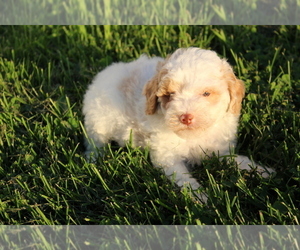 Poodle (Toy) Puppy for sale in EVART, MI, USA
