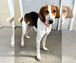 Small #2 Mutt