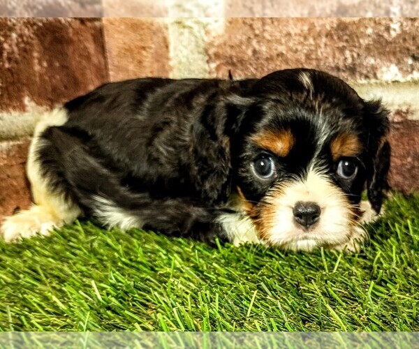 Medium Photo #1 Cavalier King Charles Spaniel Puppy For Sale in MOBERLY, MO, USA