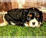 Image preview for Ad Listing. Nickname: Hank