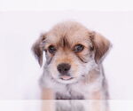 Small #6 Cairn Terrier Mix