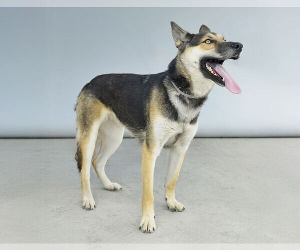Medium Photo #2 German Shepherd Dog Puppy For Sale in Pasadena, CA, USA