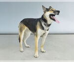 Small #1 German Shepherd Dog