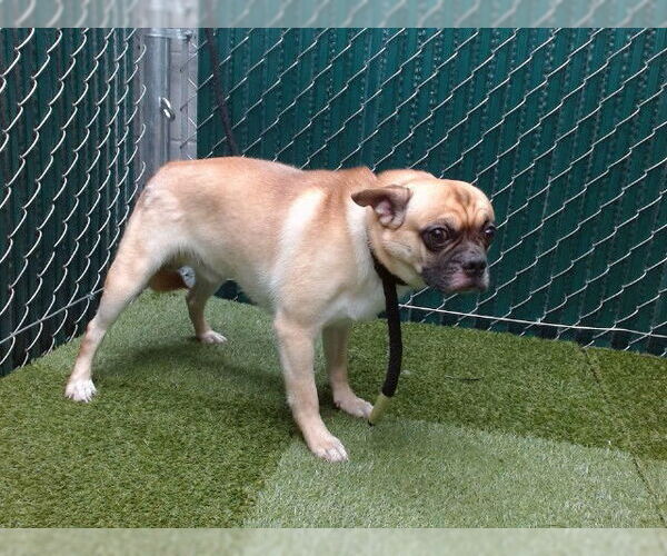 Medium Photo #1 Pom-A-Pug Puppy For Sale in Downey, CA, USA
