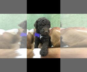 Poodle (Standard) Puppy for sale in TRENTON, GA, USA