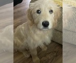 Small #1 Goldendoodle