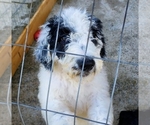Small Photo #3 Sheepadoodle Puppy For Sale in GADSDEN, AL, USA