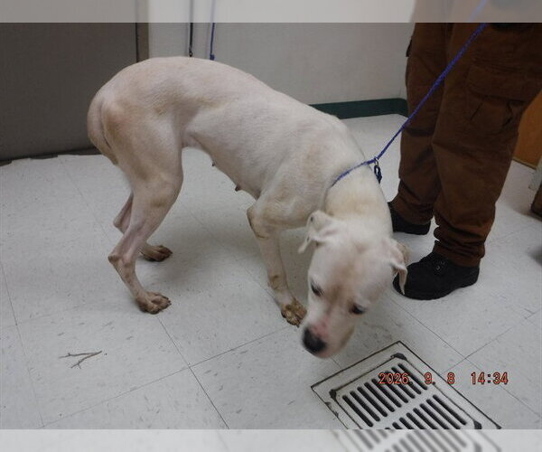 Medium Photo #1 Boxer-Unknown Mix Puppy For Sale in Oroville, CA, USA