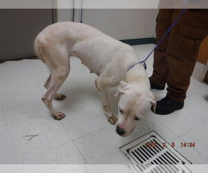 Boxer-Unknown Mix Dogs for adoption in Oroville, CA, USA