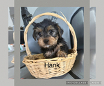 Small #3 Yorkshire Terrier