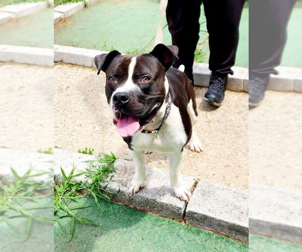 Medium Photo #5 American Pit Bull Terrier-Unknown Mix Puppy For Sale in Perth Amboy, NJ, USA