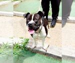 Small #4 American Pit Bull Terrier Mix